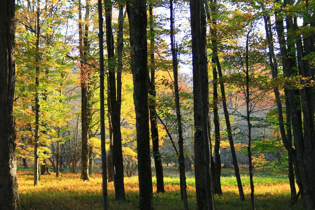Canaan Valley Resort State Park Davis Esterno foto