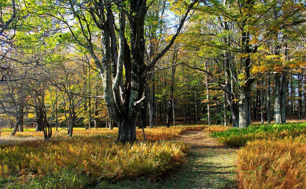 Canaan Valley Resort State Park Davis Esterno foto